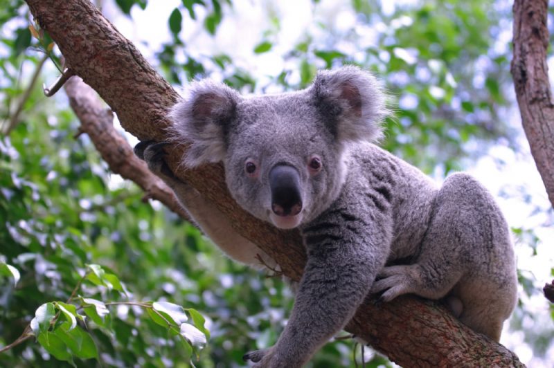 Australia La tierra de los canguros y los koalas 
