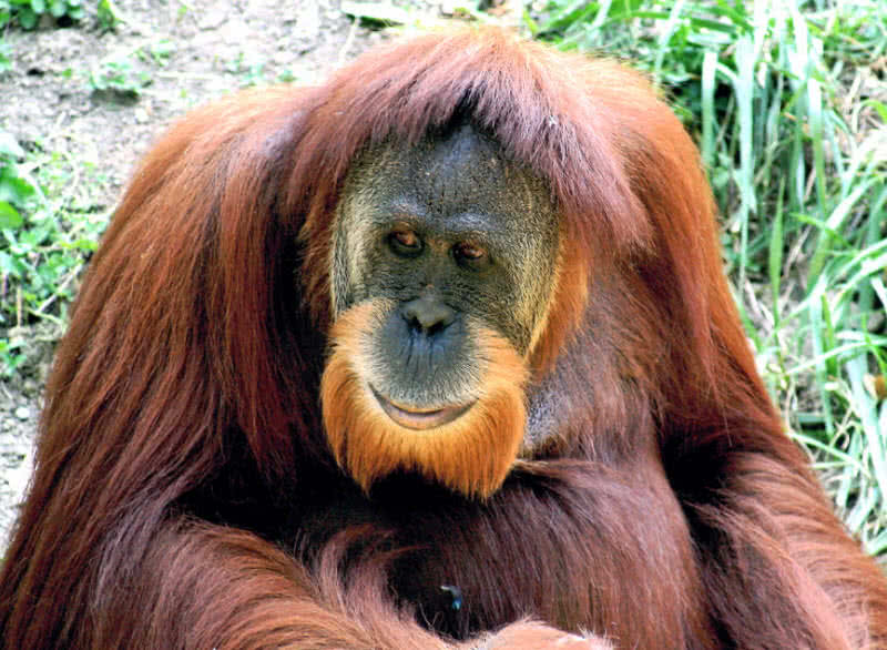orangután de sumatra