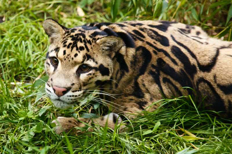 leopardo longibando