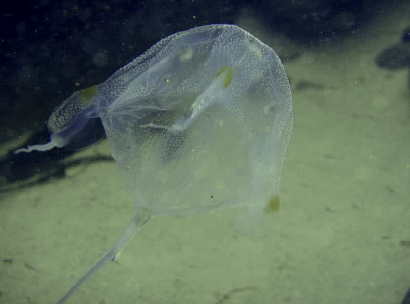 Cuadro de medusas