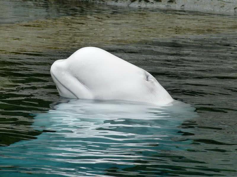 ballena beluga
