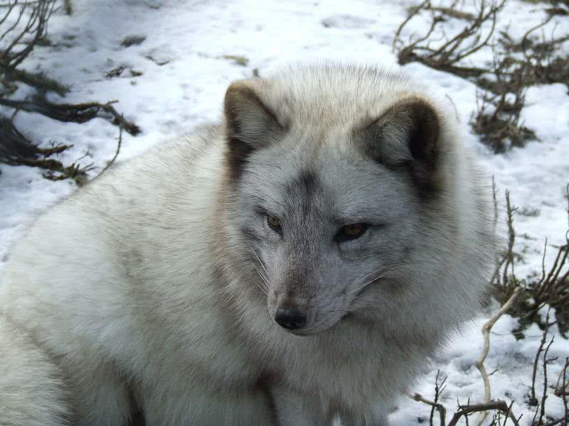 zorro ártico