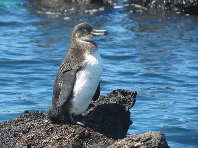 Pingüino de galápagos