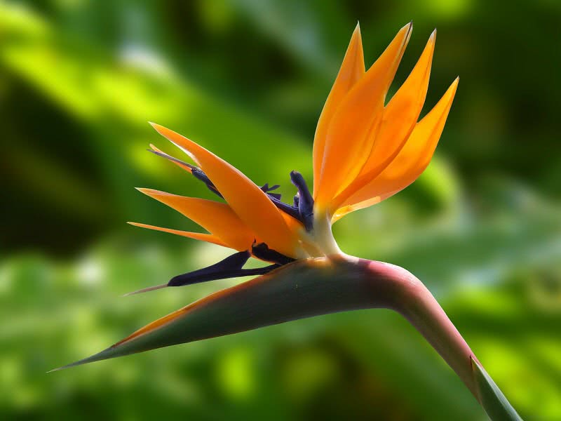flor ave del paraiso