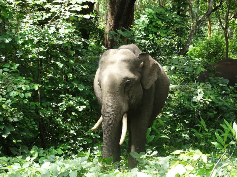 elefante indio
