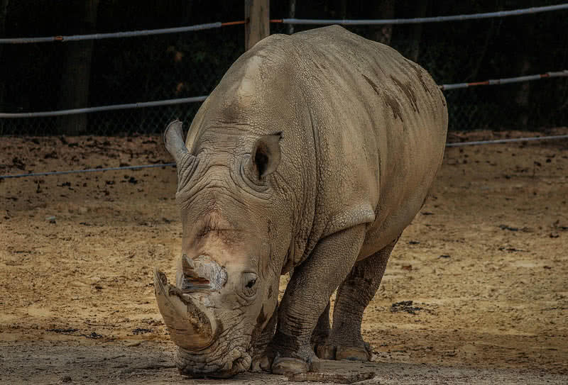 Rinoceronte blanco