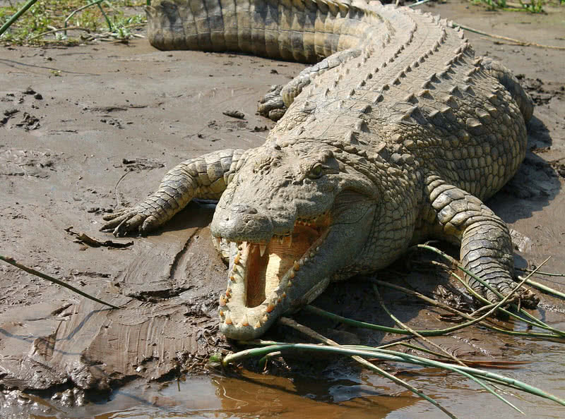 cocodrilo del Nilo