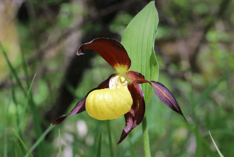 dama-pantuflas-orquídea