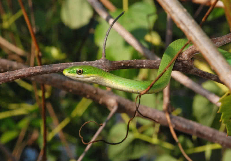 serpiente verde áspera