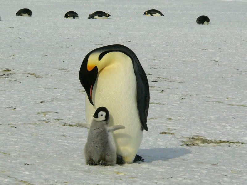 pingüino emperador