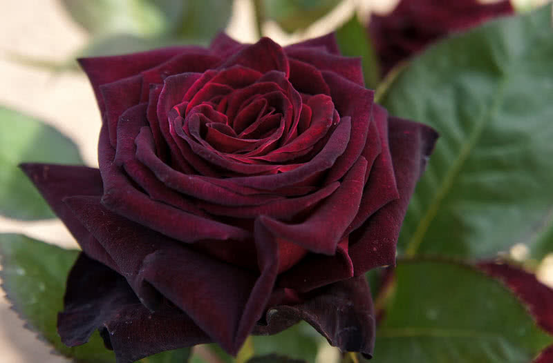 Las rosas más hermosas del mundo