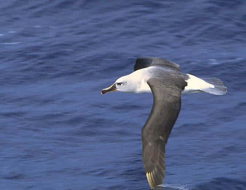 albatros de cabeza gris