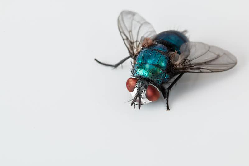 mosca azul