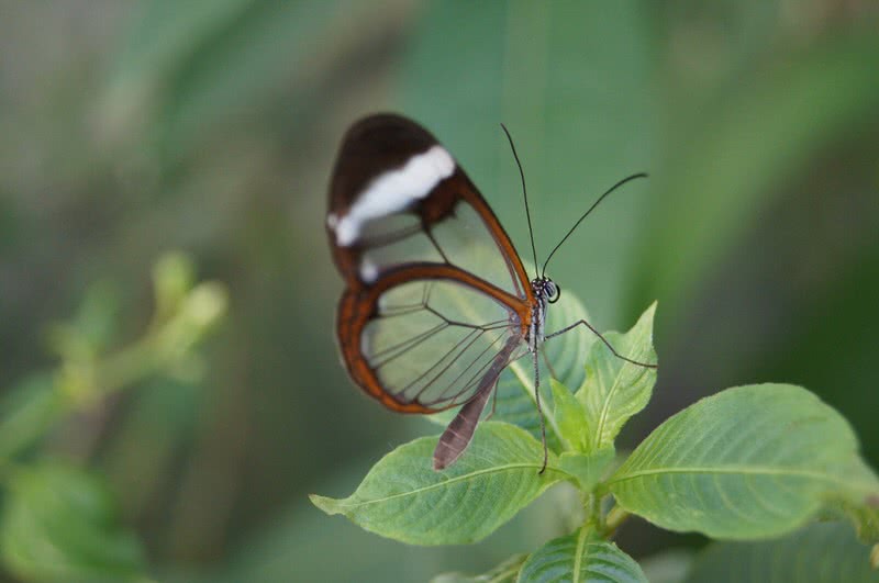 mariposa con alas de vidrio