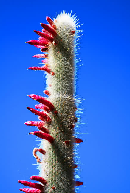 cactus antorcha de plata