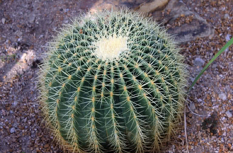 cactus de barril