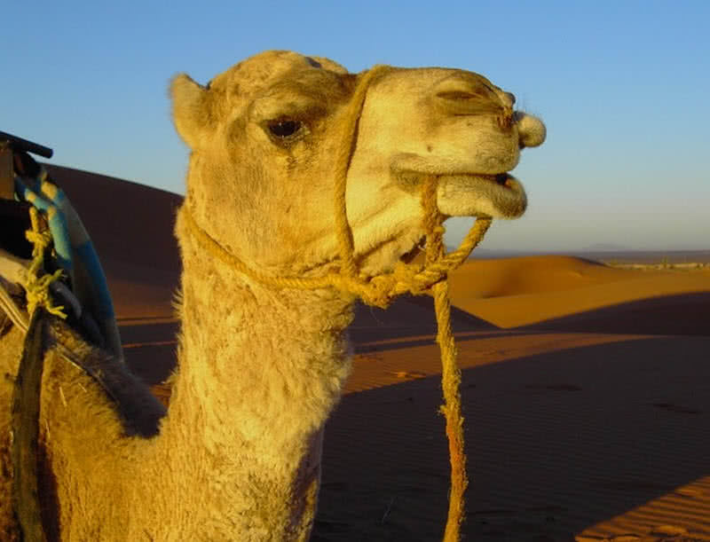 Camello dromedario
