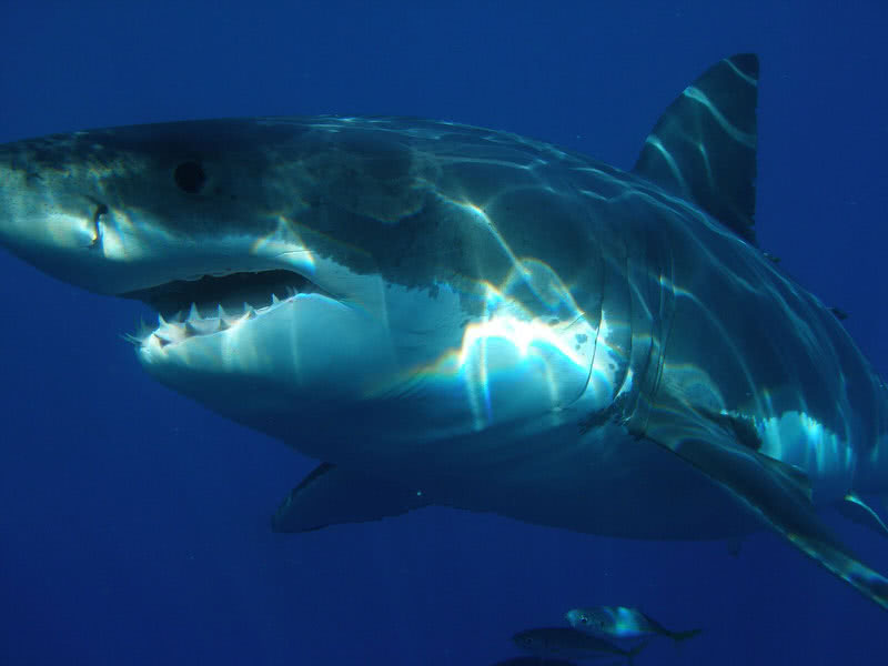 gran tiburón blanco
