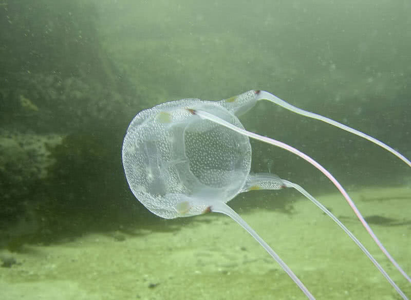 cuadro de medusas