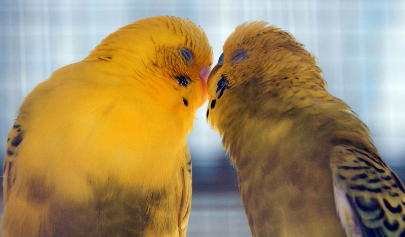 Pájaros del amor