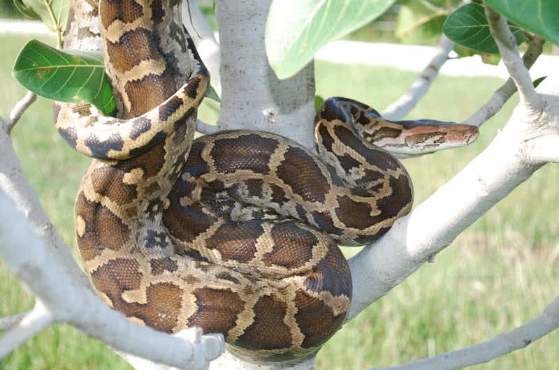 Las serpientes vivientes más grandes