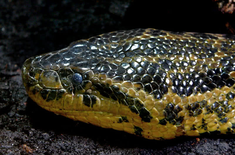 anaconda amarilla