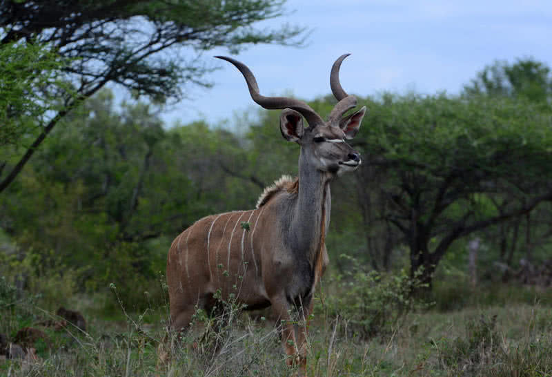 mayor kudu
