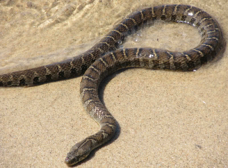 serpiente de agua del norte